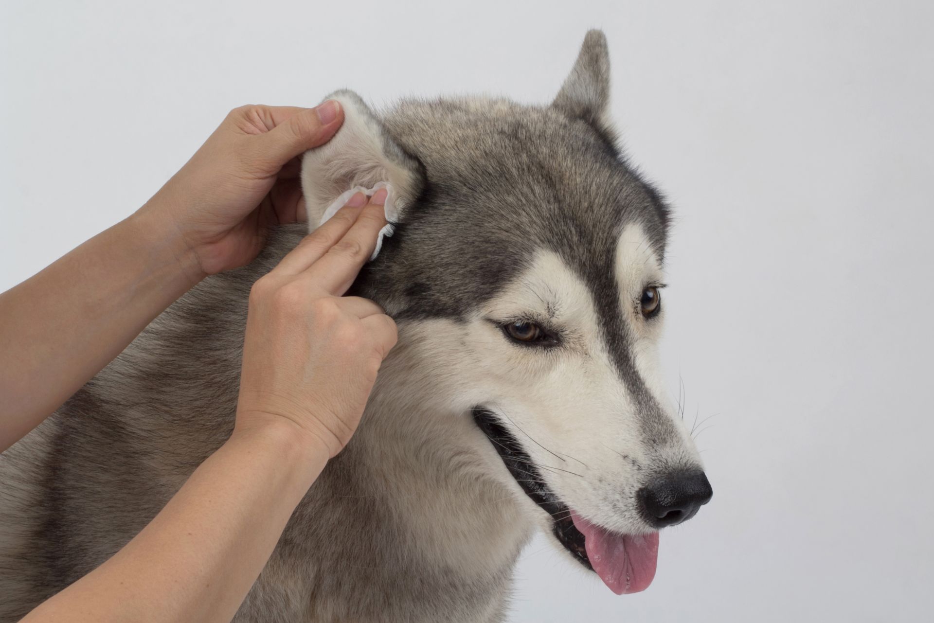 Ohrenentzündung beim Hund